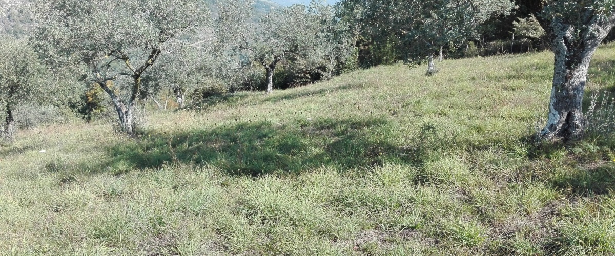 Fumone, Lazio, ,Agricolo,in Vendita