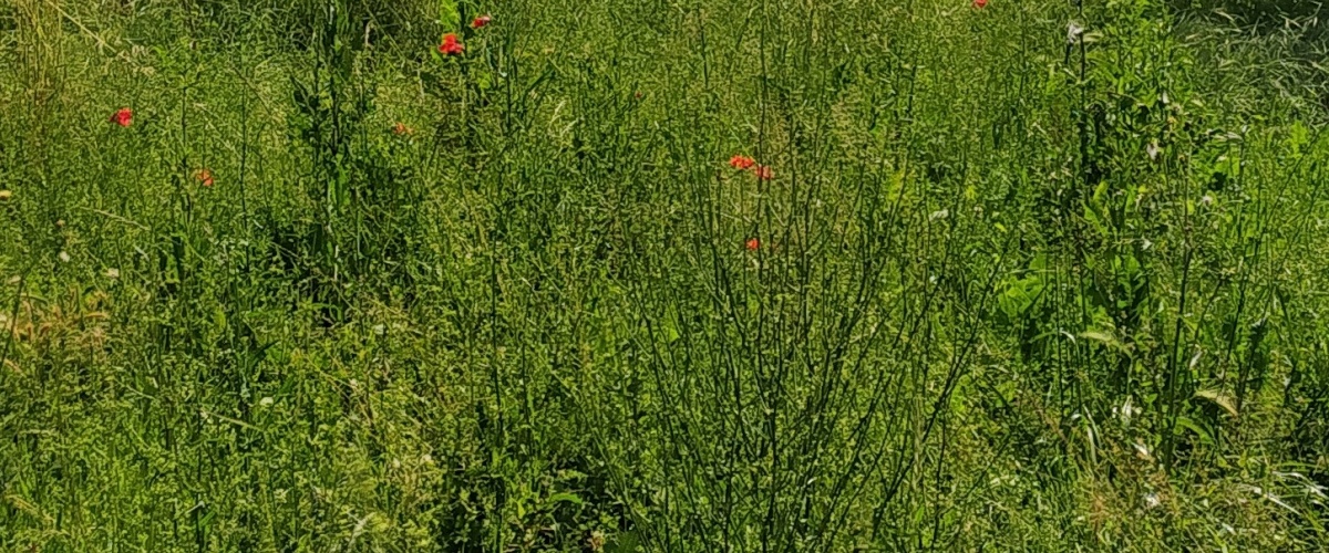 Ferentino, Lazio, ,Indipendente,in Vendita
